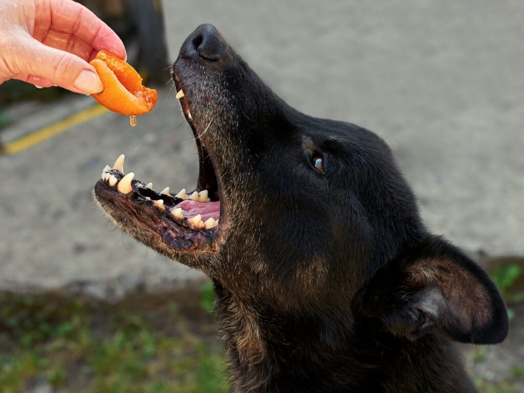 ¿Pueden los perros comer durazno?