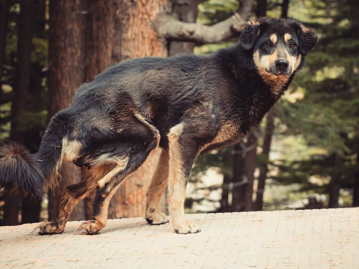 Um cachorro desnutrido olhando para a câmera.