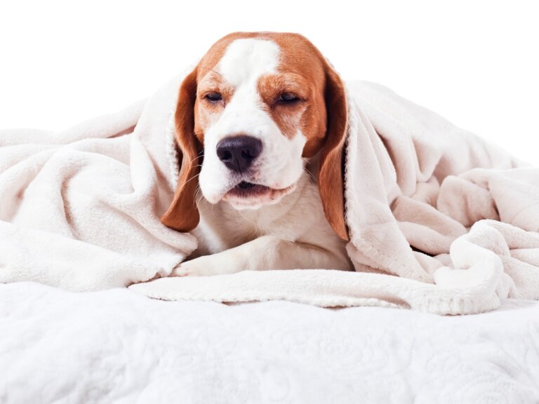 Faringitis en perros: todo lo que debes saber