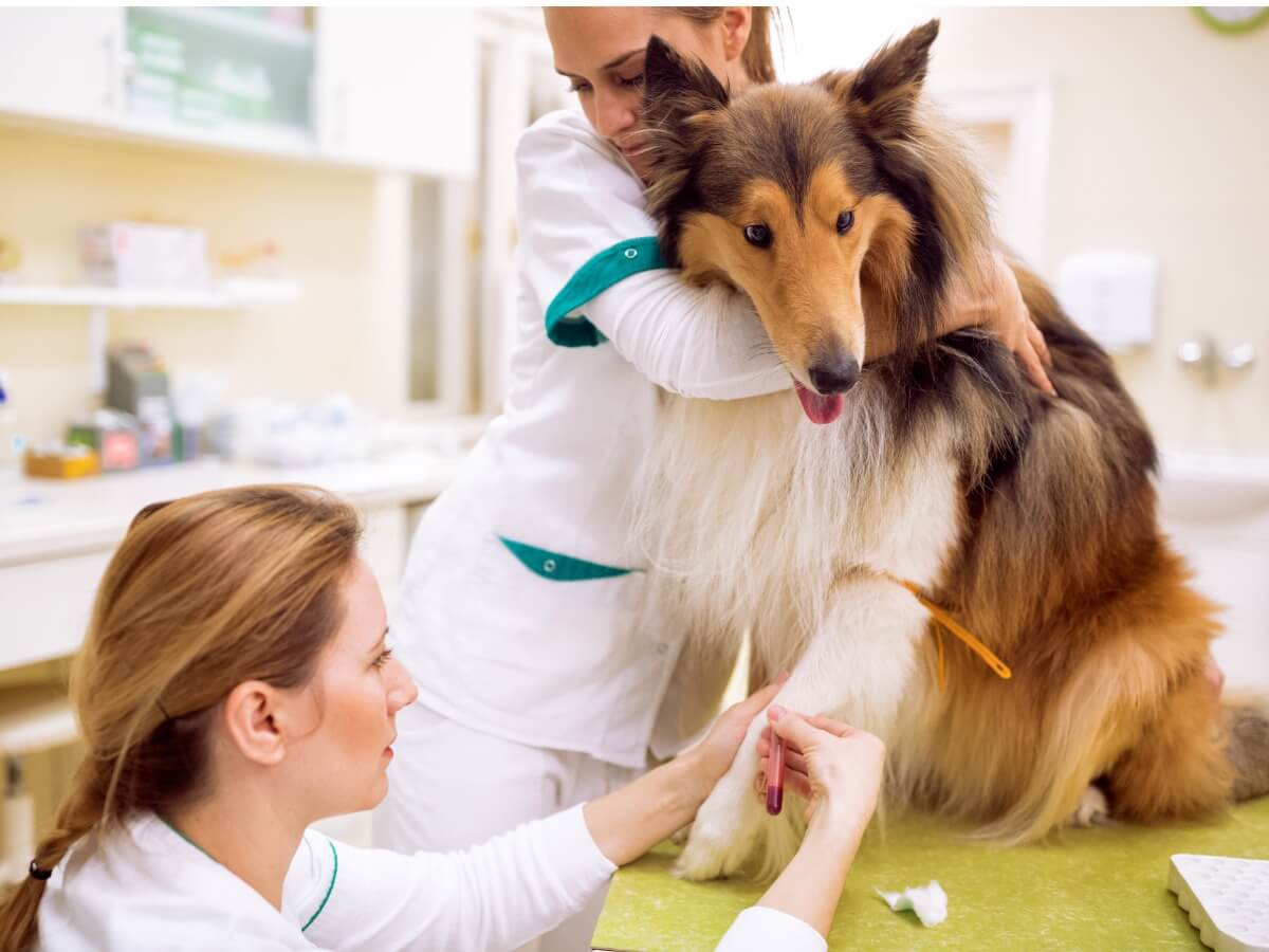 Un perro enfermo en un veterinario.
