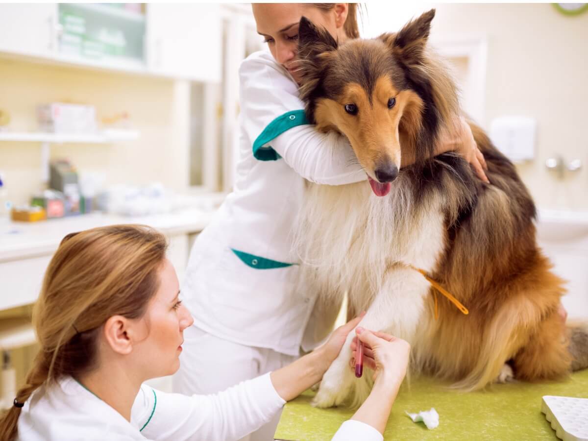 Un perro enfermo en el veterinario.