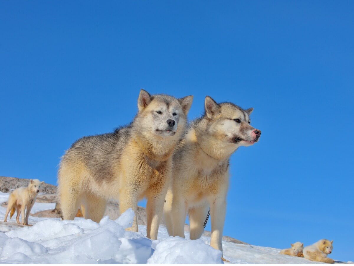 Este no es un tipo de Husky.