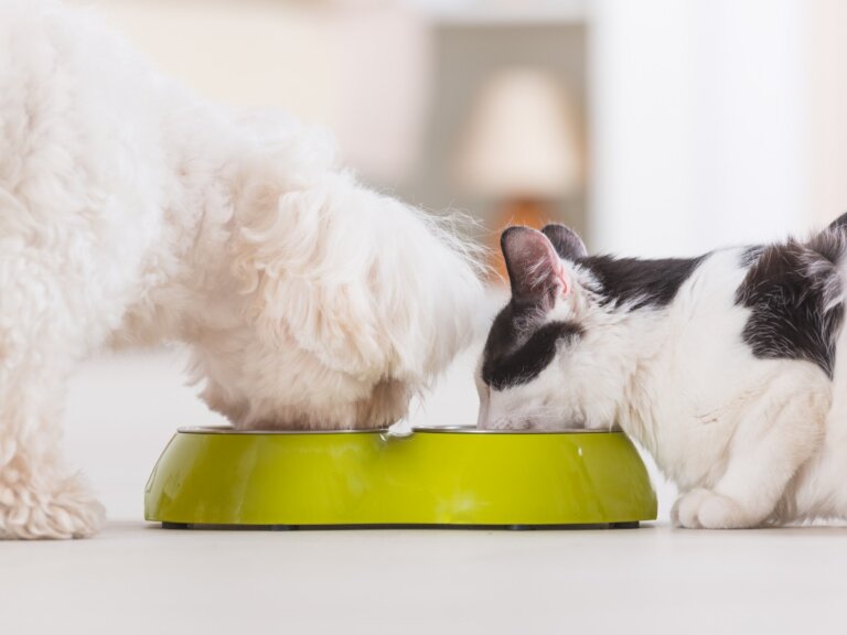 4 ventajas de la alimentación mixta para tu mascota
