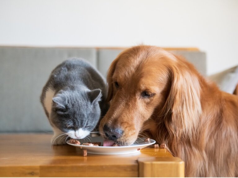 La FEDIAF presenta nuevas pautas nutricionales para perros y gatos