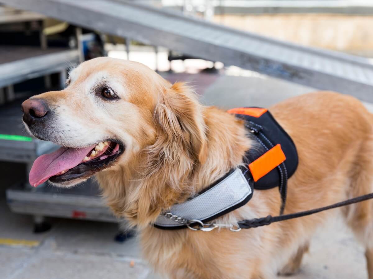 A smiling guide dog.