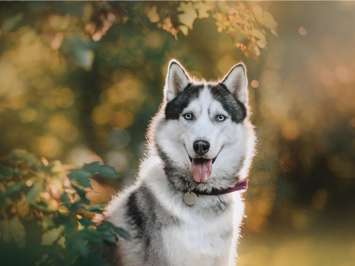 Husky: raças de cães cinza