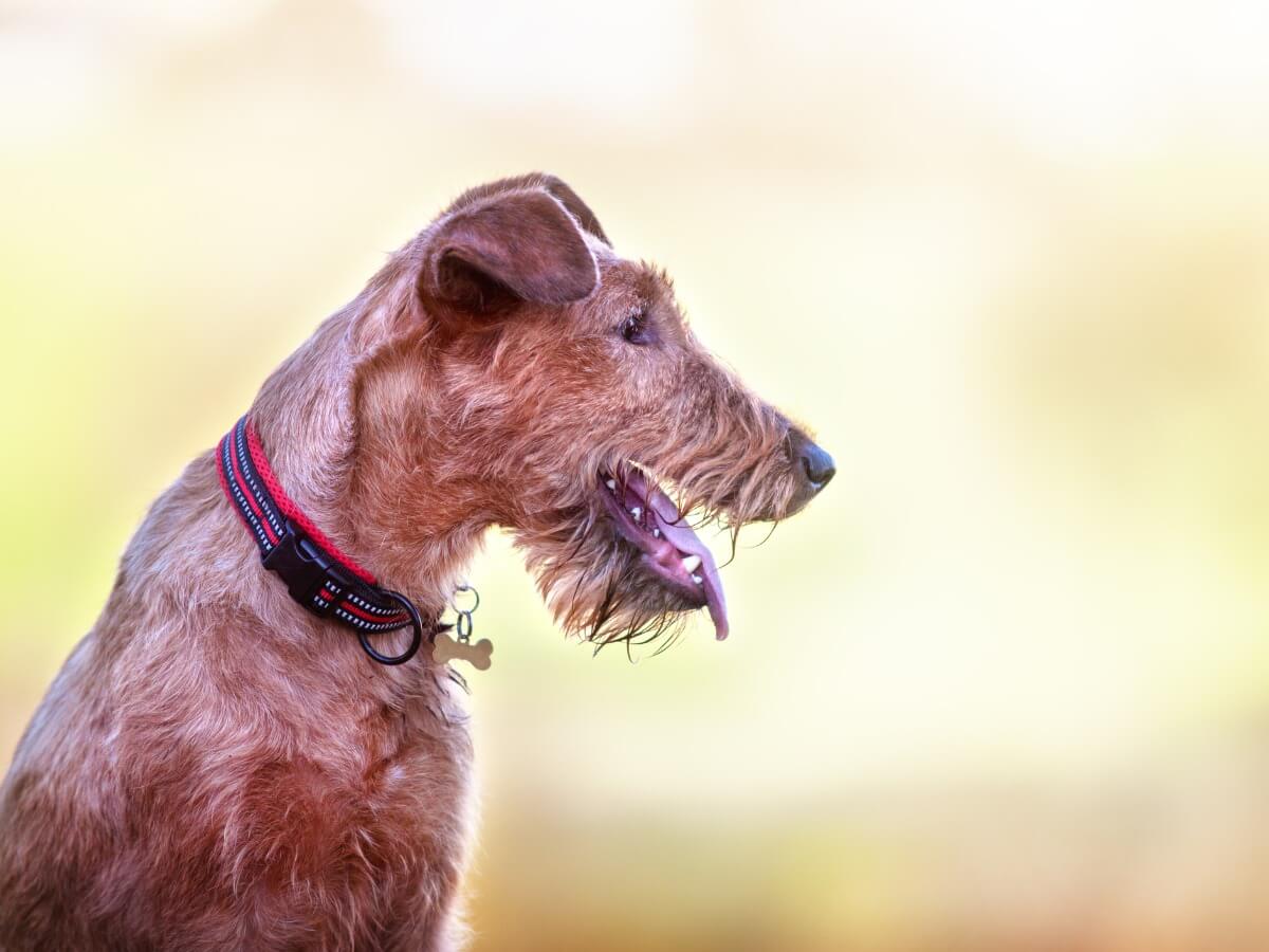 Hund atmet schnell und hechelt.