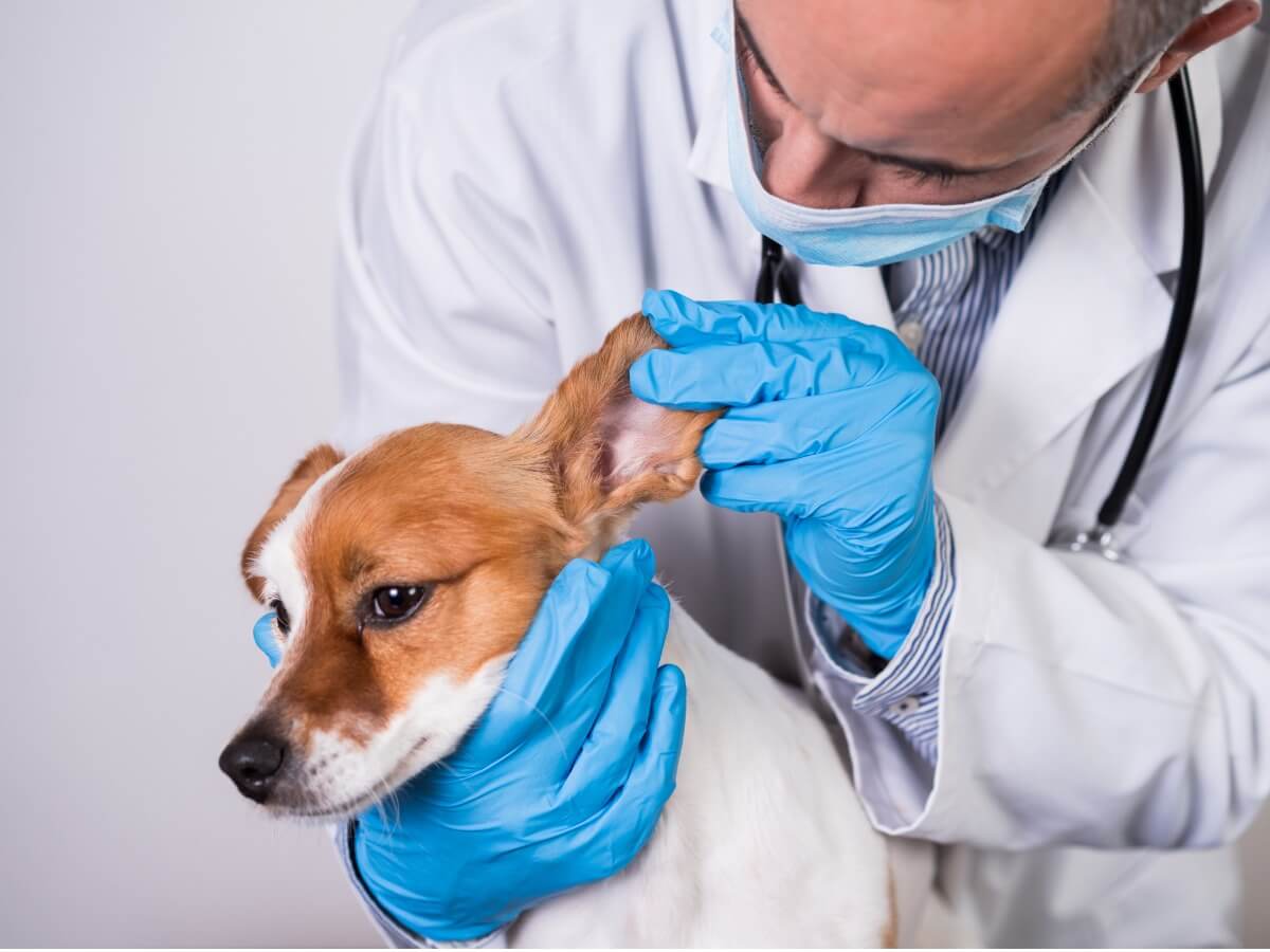 kulağı muayene edilen köpek