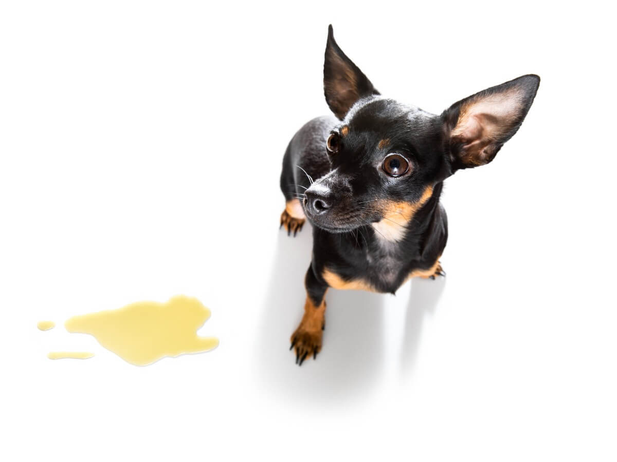 Les cristaux d'urine chez les chiens sont courants.