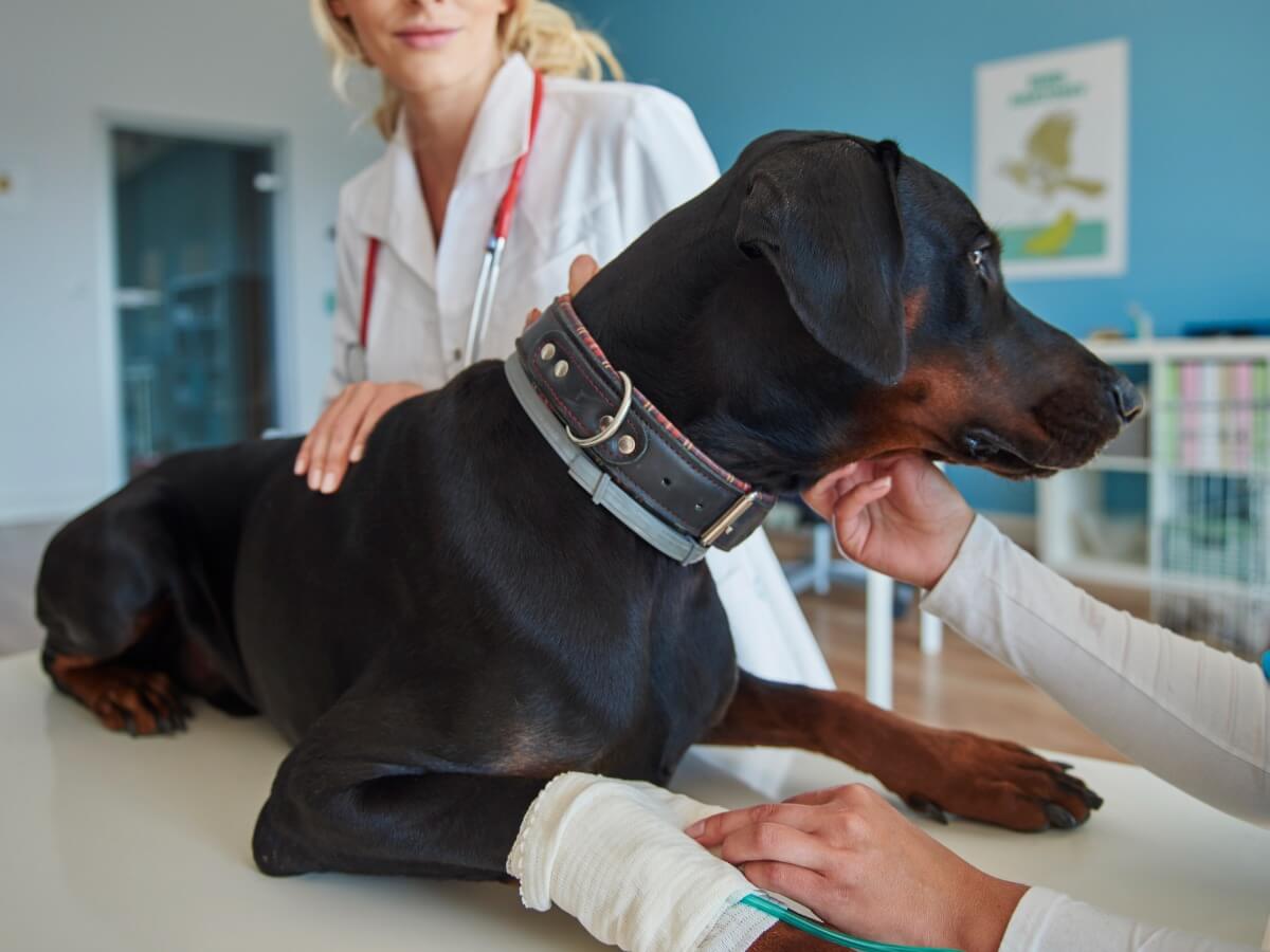 Verstauchungen bei Hunden - Hund beim Tierarzt
