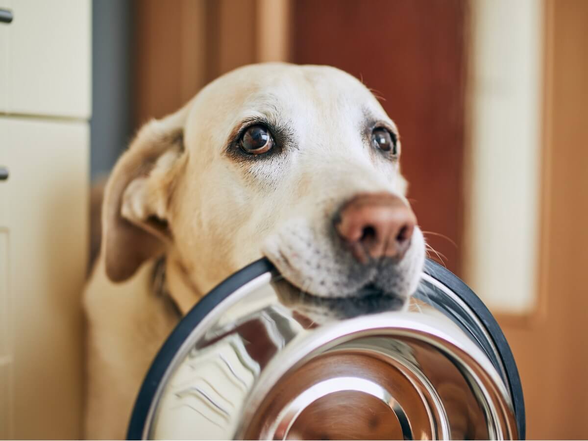 ağzında yemek kabını tutan köpek