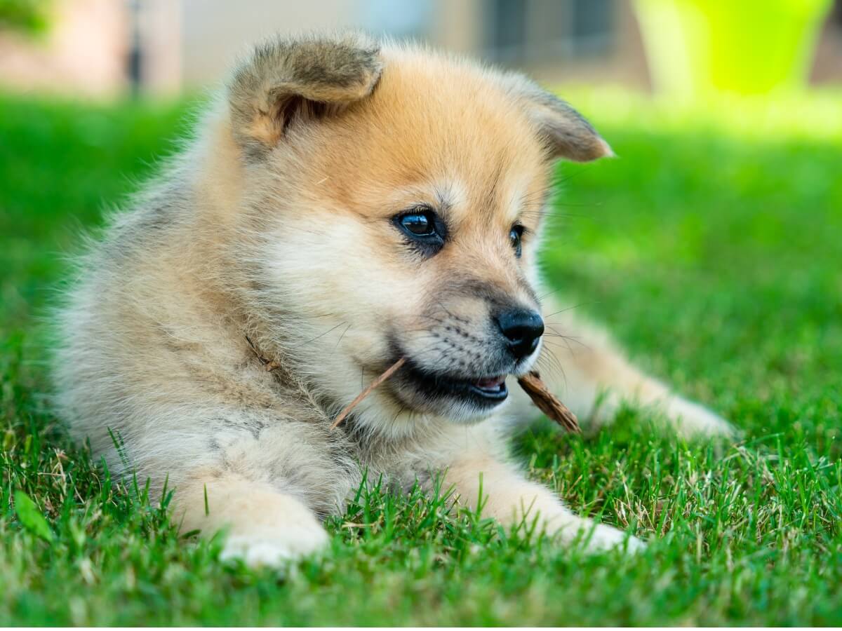 Un pomsky.