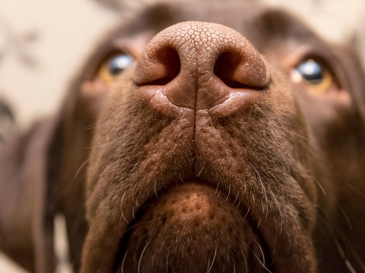 Een close-up van een hond
