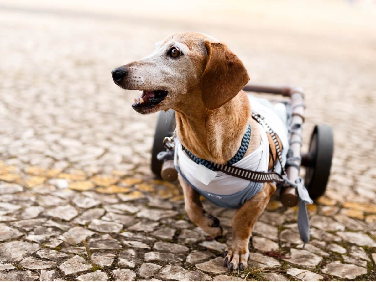 Un chien en fauteuil roulant porte ses orthèses.