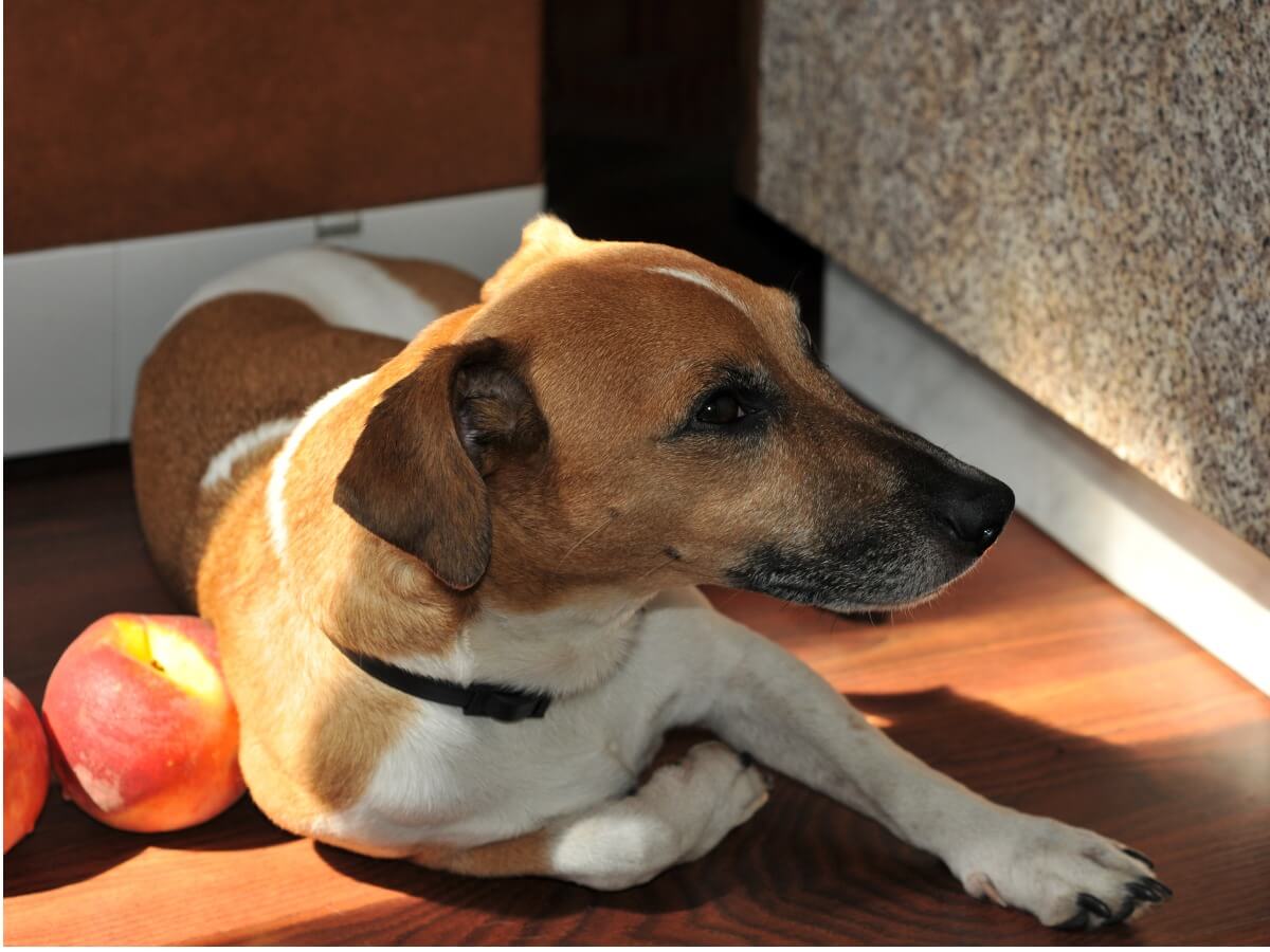 Un perro se come un melocotón.