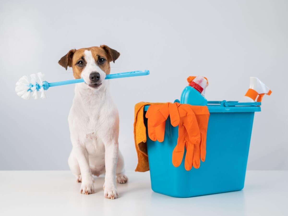 En hund nära badprodukter