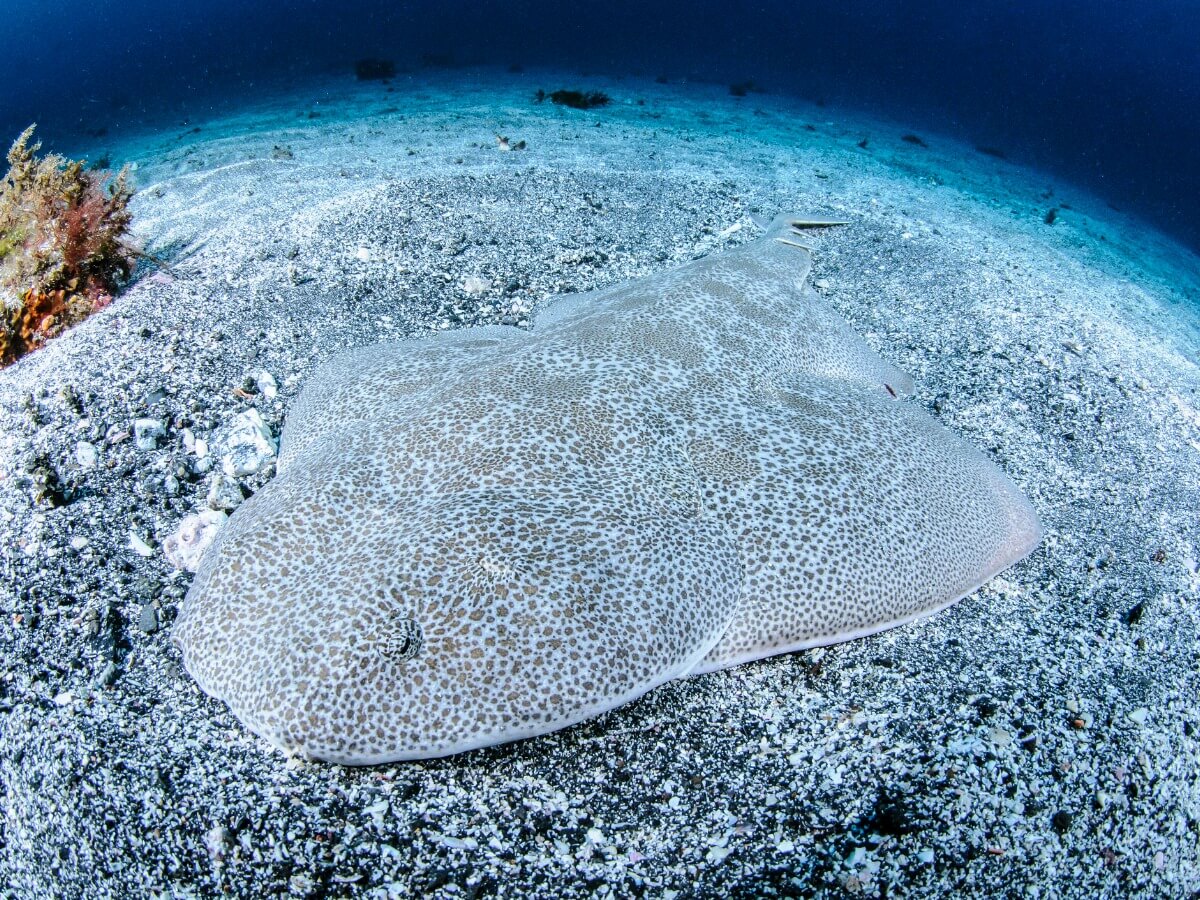An angel shark at the bottom of the sea.
