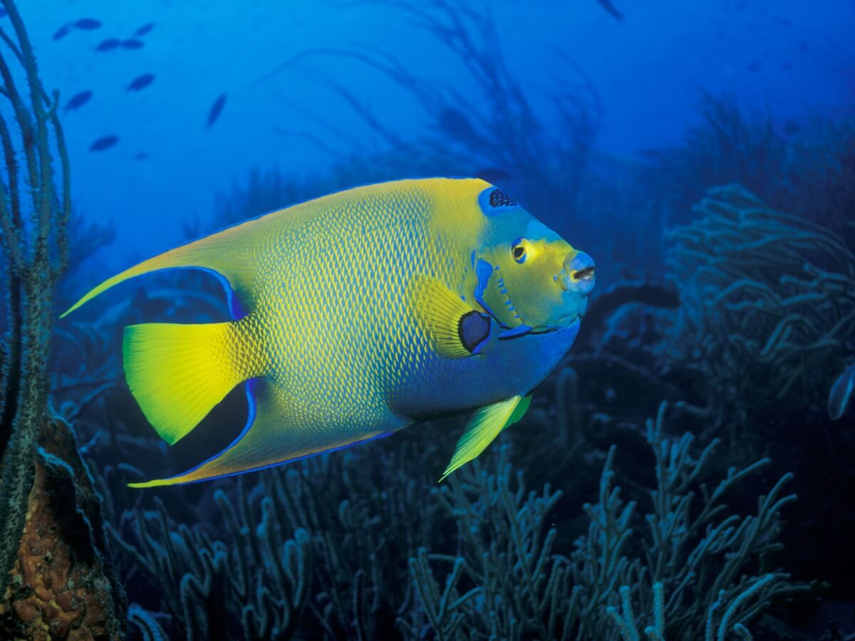 Königin-Kaiserfisch am Meeresboden.