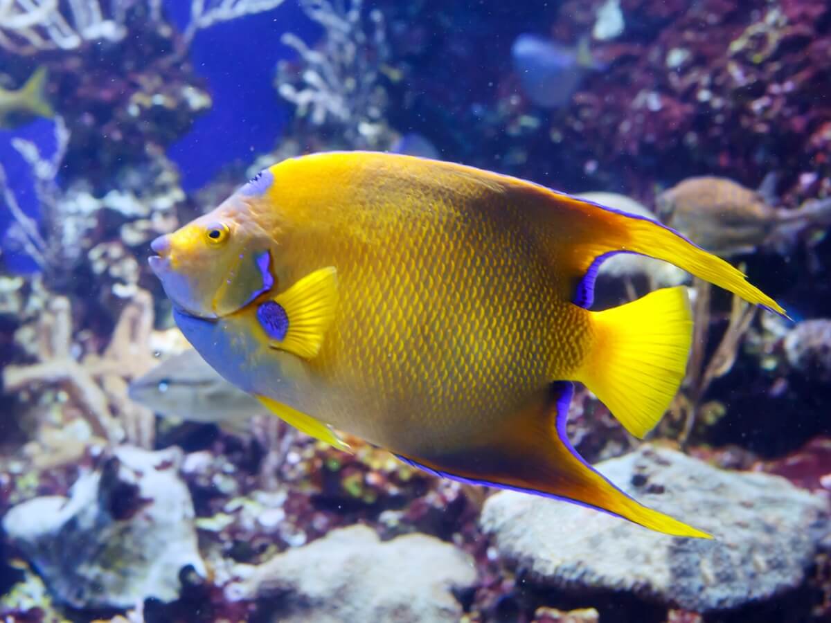 Ein gelber Königin-Kaiserfisch