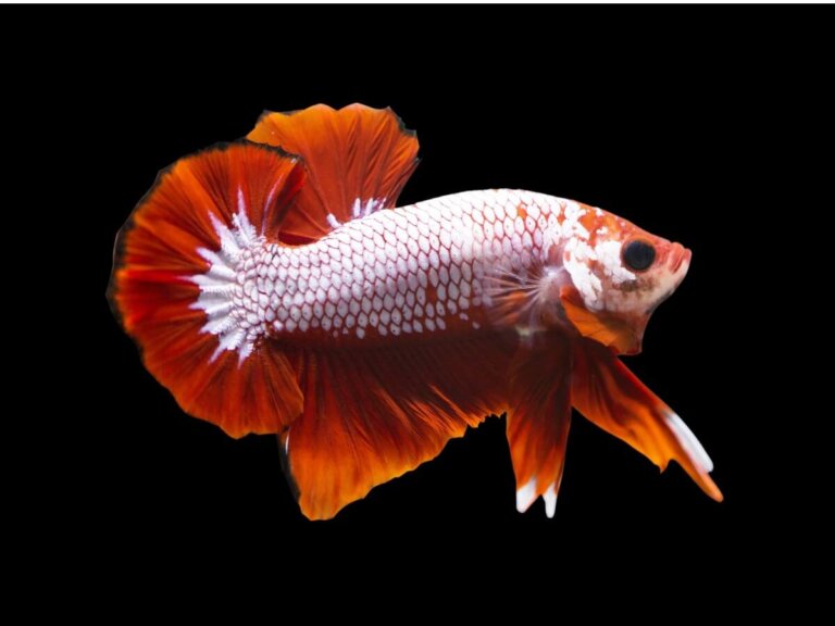 Pez betta dragón: hábitat, características y cuidados