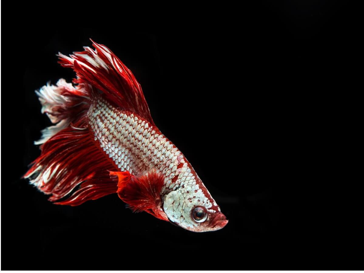 A dragon betta fish on a black background.