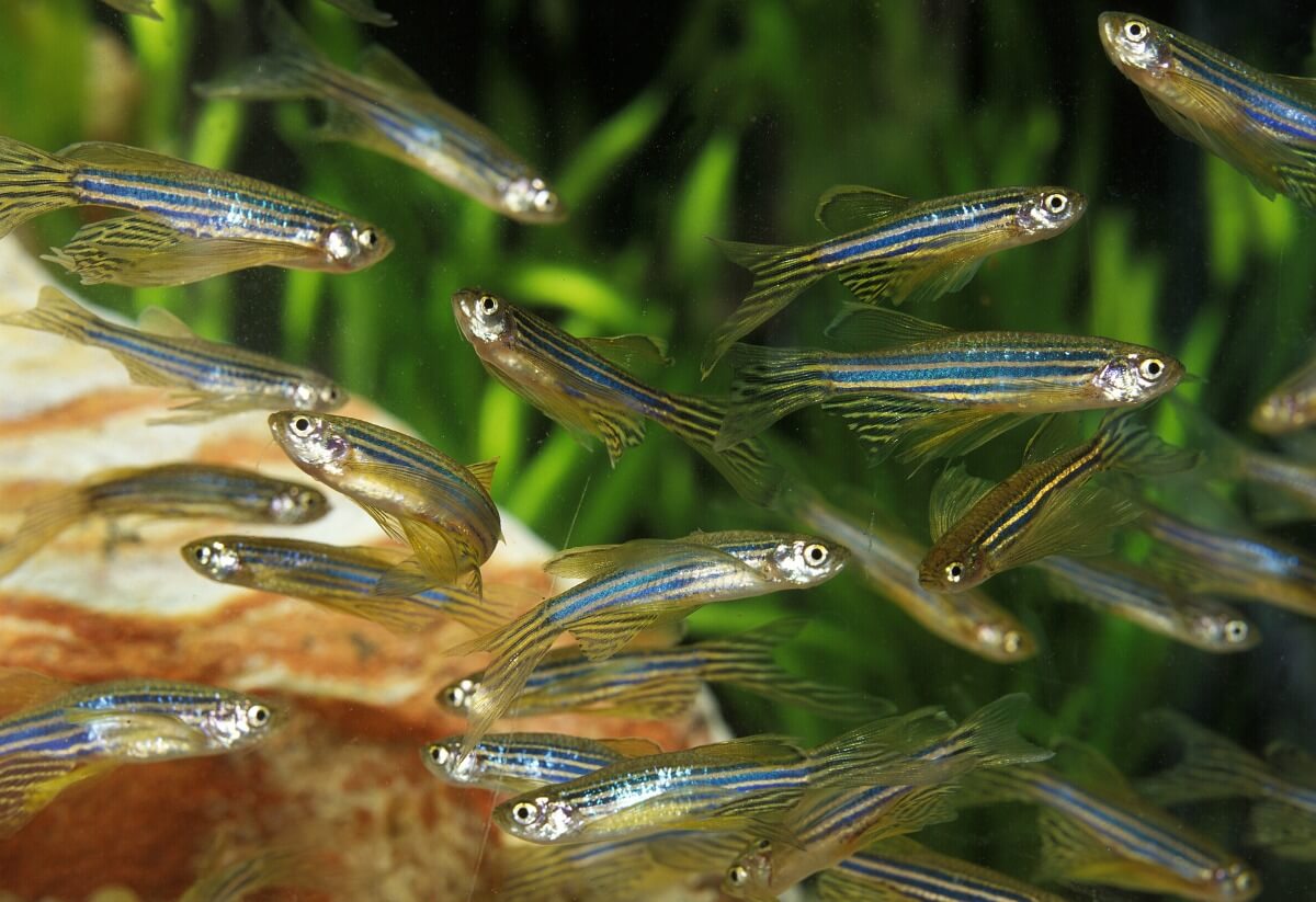 Un grupo de peces cebra en un acuario.