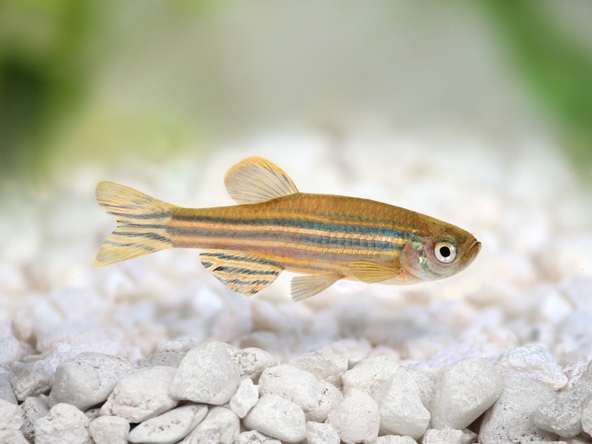 A zebrafish in an aquarium.