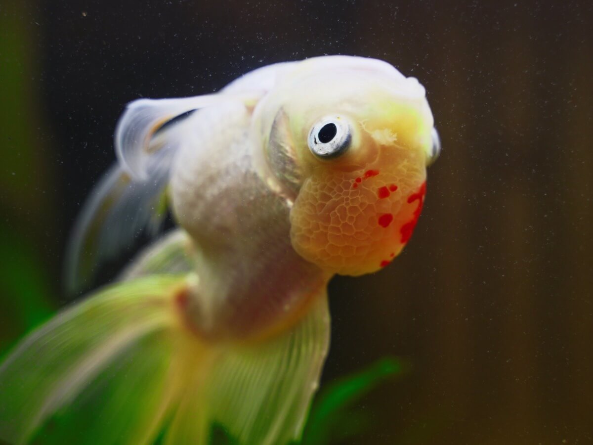 A sick fish swims upside down.