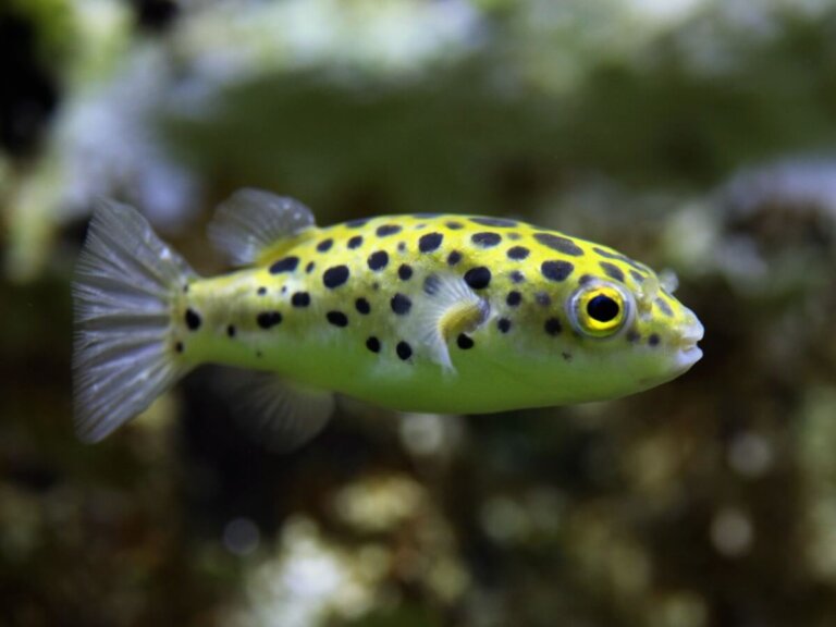 Pez globo enano: características y cuidados