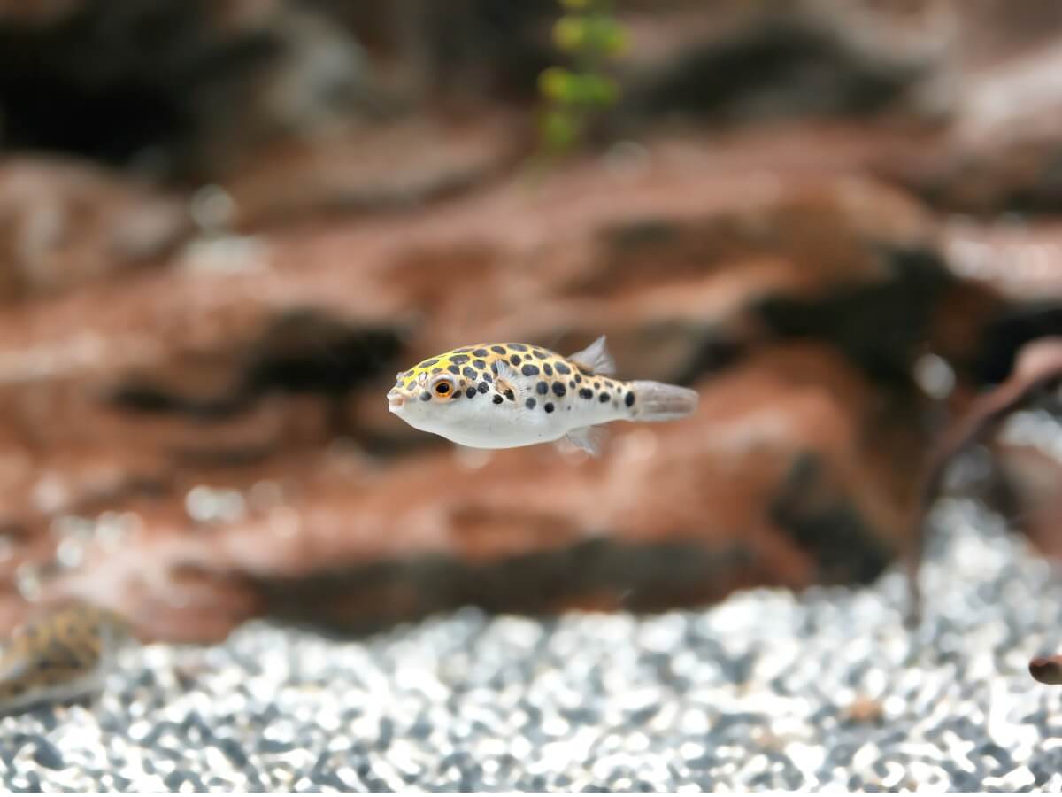 Un Tetraodon nigroviridis.