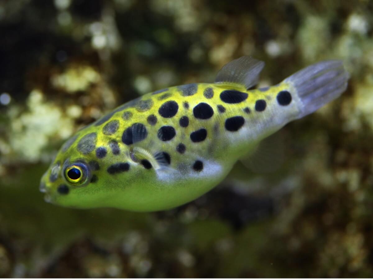 Zwergkugelfisch im Wasser