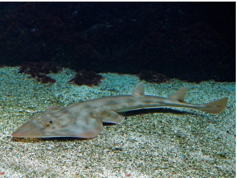 Pez guitarra: hábitat y características