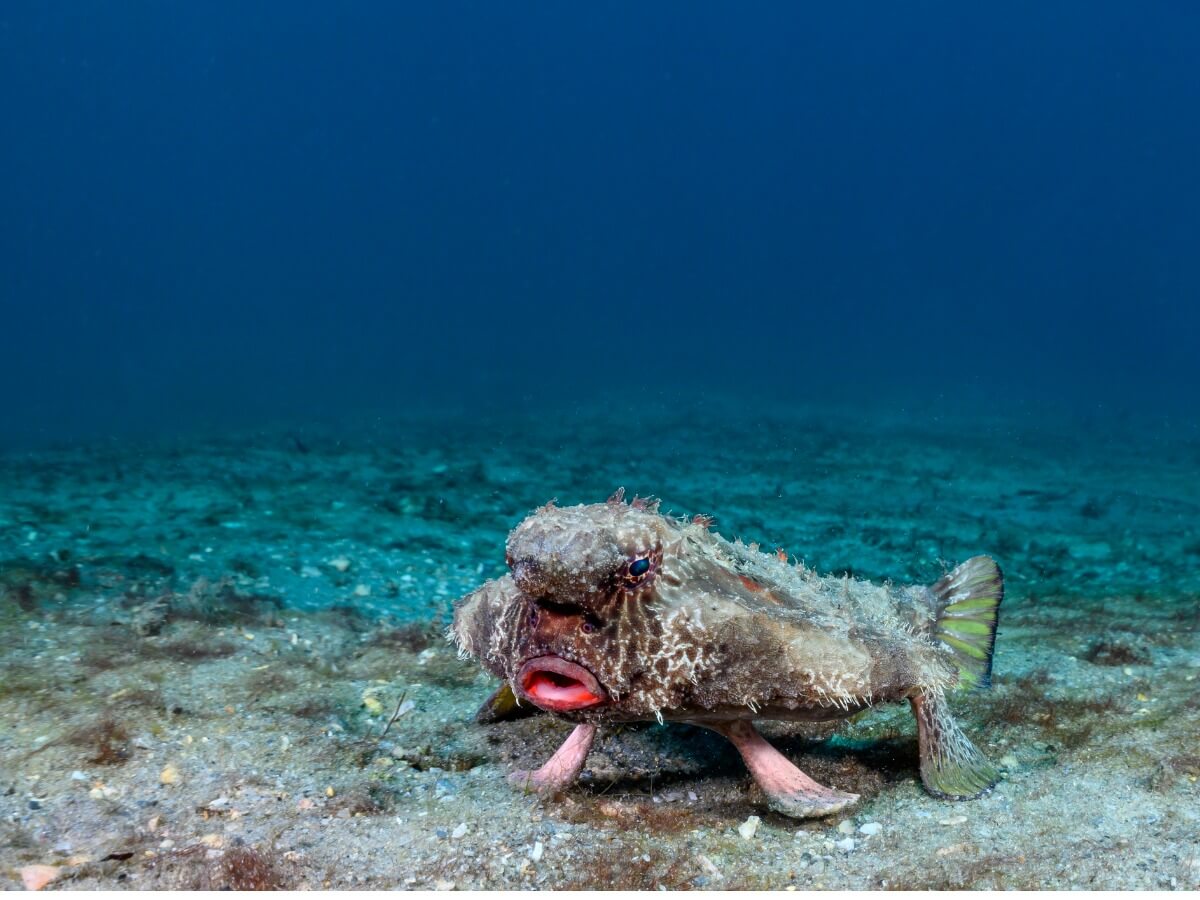 Un pesce pipistrello.