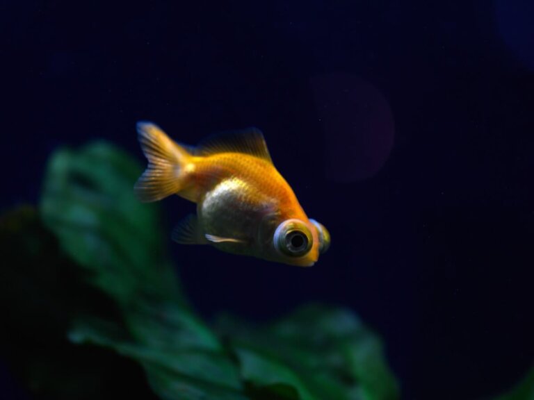 Exoftalmia en peces: todo lo que debes saber