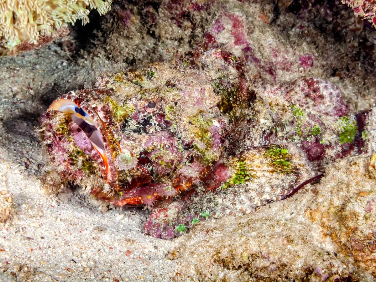 Uno de los animales marinos más peligrosos.