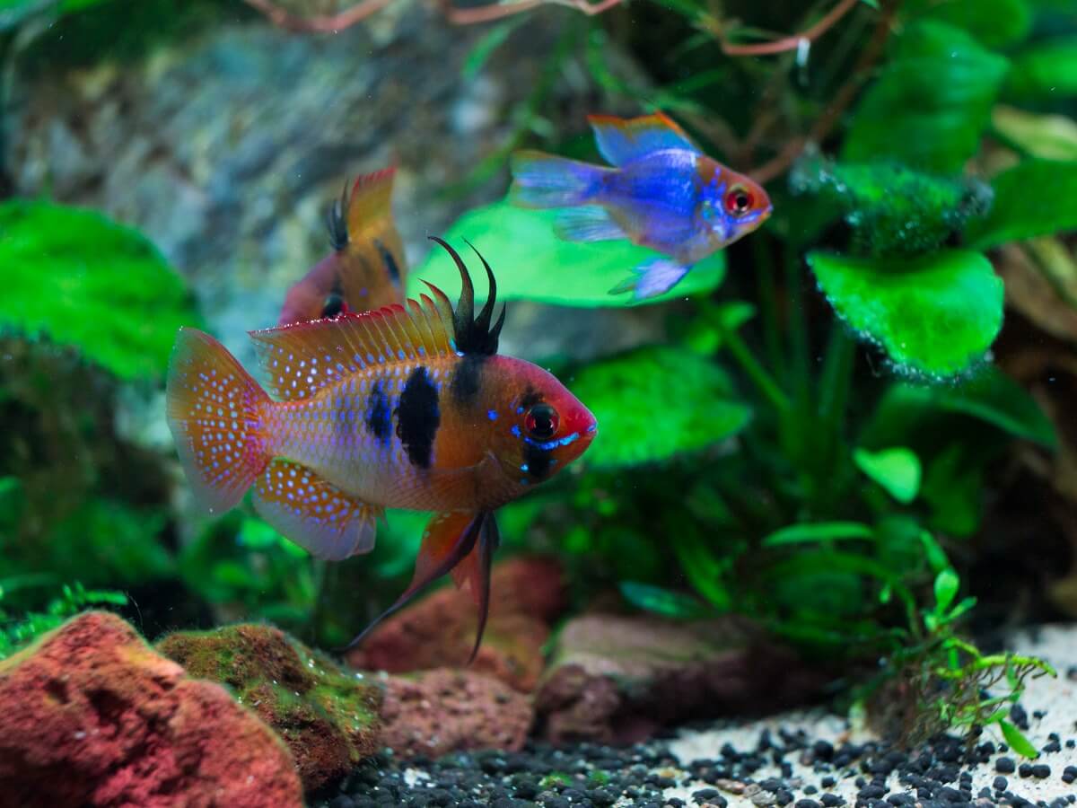 A fish in an aquarium.