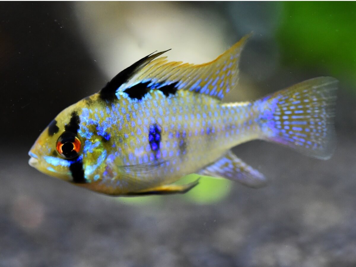 A ram cichlid fish.