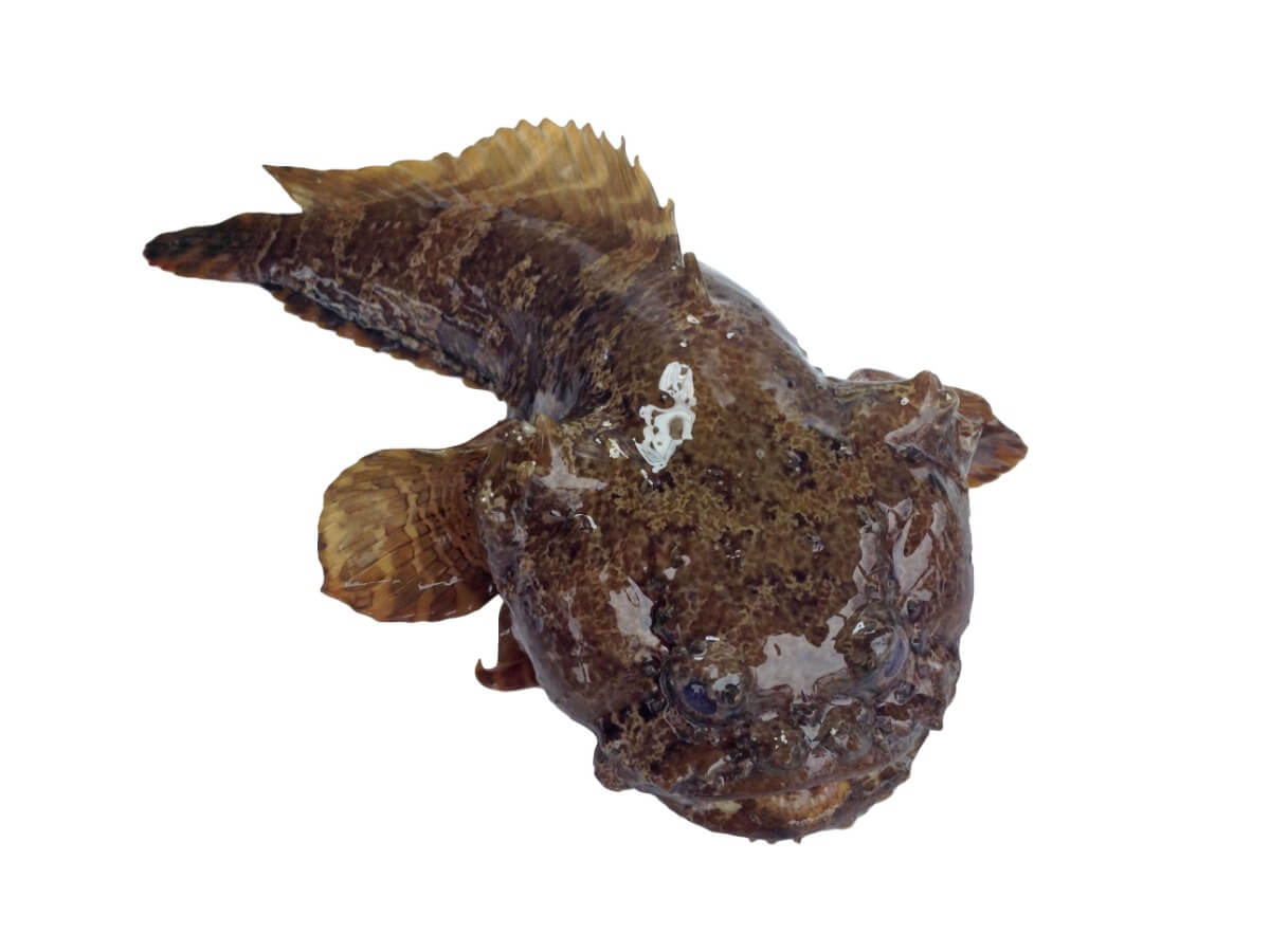 Ein Lusitanischer Krötenfisch auf weißem Hintergrund.