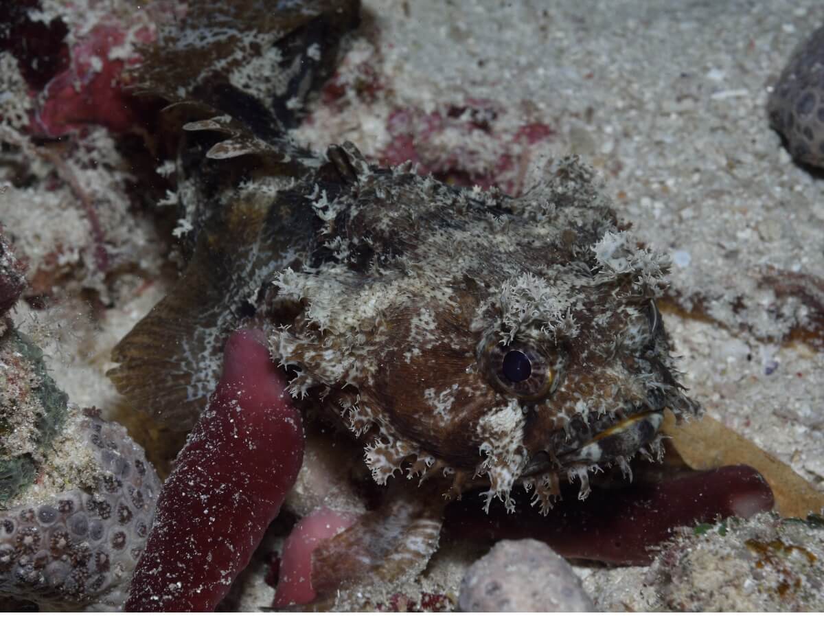 Toposa Fish Toadfish: habitat and characteristics