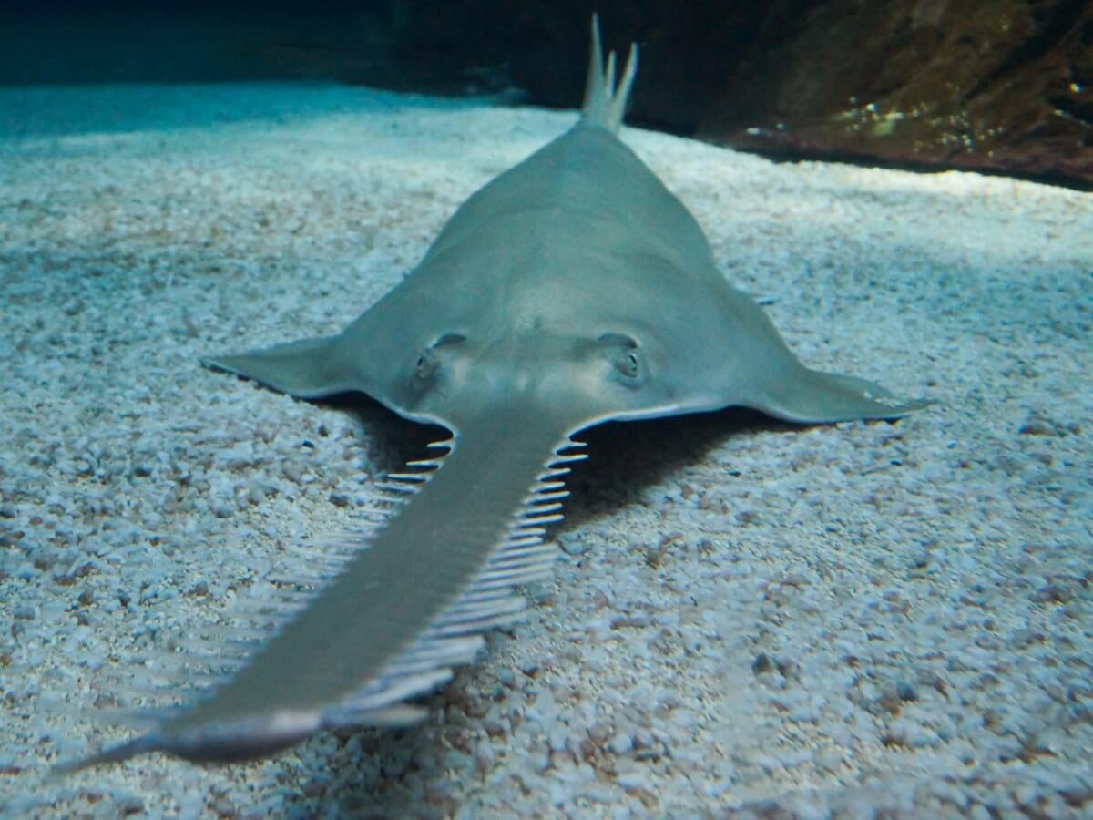 Un pez sierra bajo el agua.
