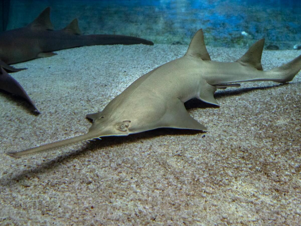 En av de utrotningshotade fiskarna.