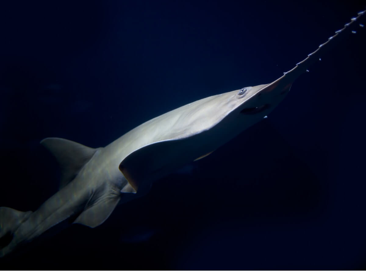 Un pez sierra sobre un fondo negro.