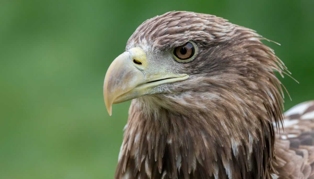 La cara de un pigilargo.
