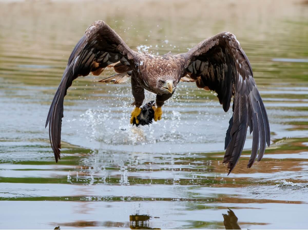 A European long pig.