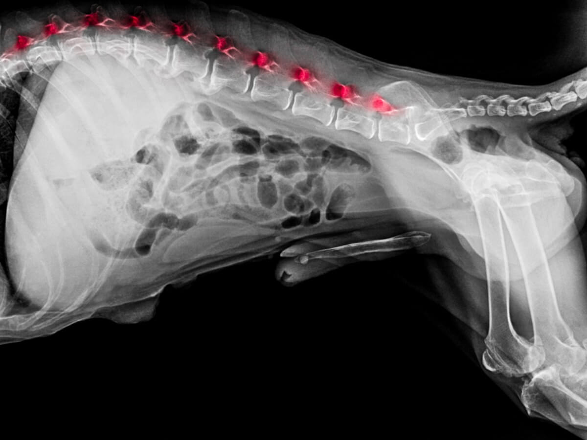 Impingement-Syndrom - Röntgenbild eines Hundes