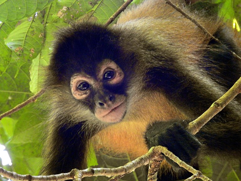 Los 25 primates en mayor peligro de extinción