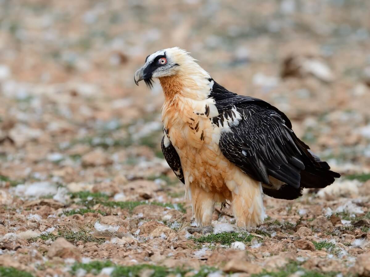 11 endangered animals in Spain