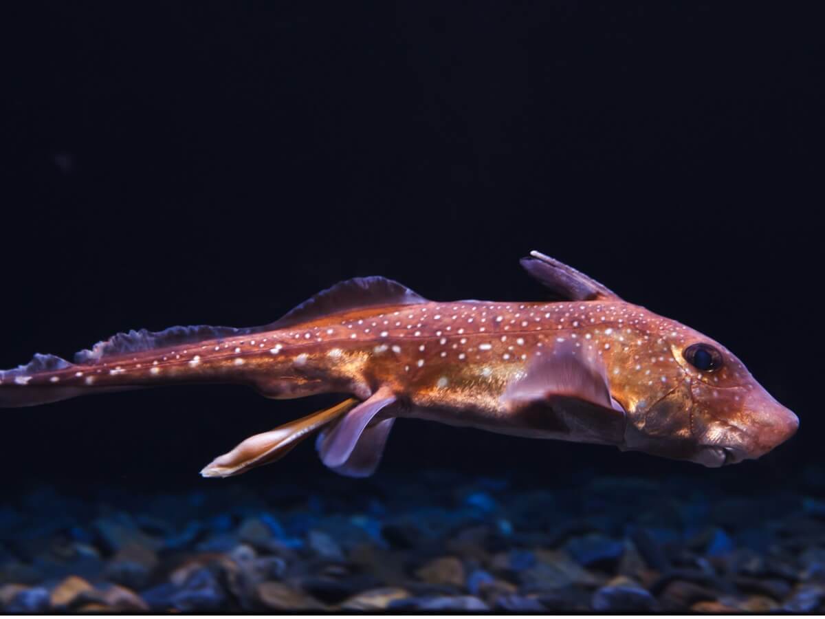 Helhuvudfisken är en av tre typer av broskfiskar.