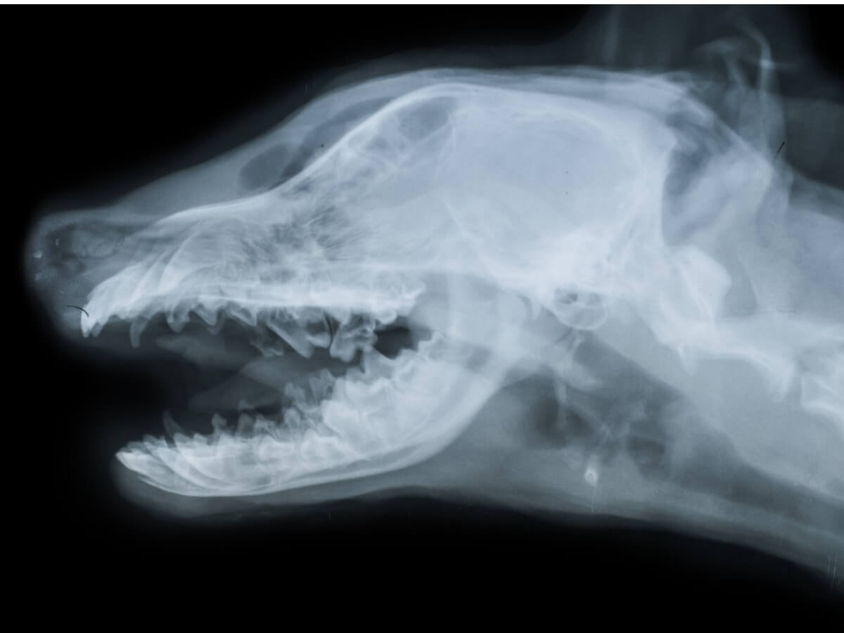 Eine Röntgenaufnahme des Schädels eines Hundes.