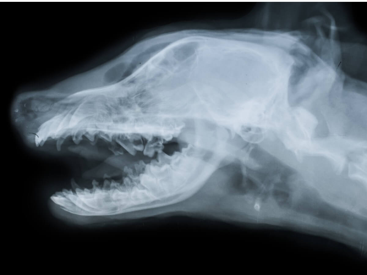 Une radiographie du crâne d'un chien.